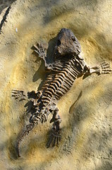 Fototapeta na wymiar fossil Seymouria