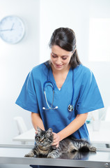 Veterinary caring of a cute cat