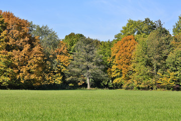 Wald im Herbst