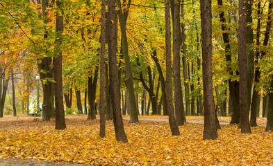 Fototapeta premium autumn scene