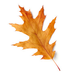 skype#: kazantsevalexander