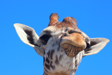 Fototapeta premium Giraffe, Girafe