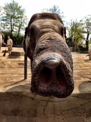 Elefant