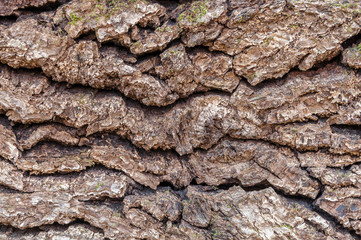 texture the old tree in the forest