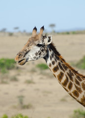 giraffe profile on blue sky background