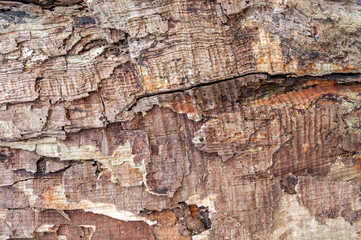 texture the old tree in the forest