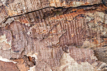 texture the old tree in the forest