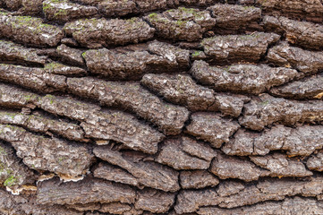 texture the old tree in the forest