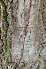 Obraz premium texture the old tree in the forest