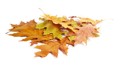 heap of yellow autumn leaves on white background