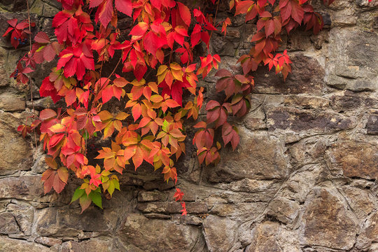 plant with red leaves on stone wall