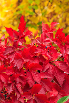 plant with red leaves on a yellow foliage background
