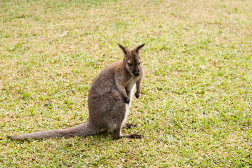 The small kangaroo is in a zoo in Lagos