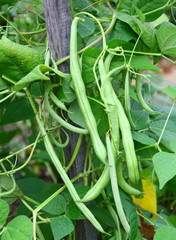 Fototapeta premium culture d'haricots verts grimpants