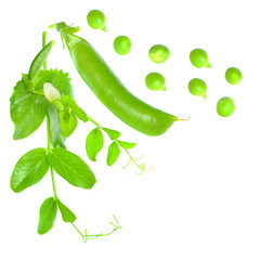 Green pea with leaves isolated on white background