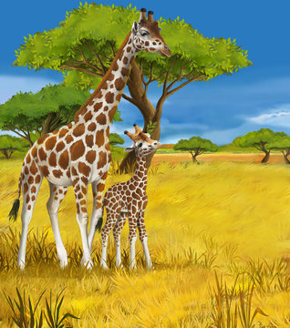 Safari - giraffes - illustration for the children