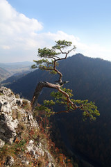 relict pine on Sokolica peak- symbol of Pieniny Mountains