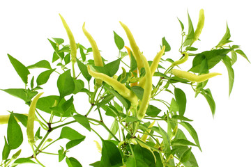 chili pepper on plant in white background