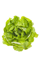 Fresh lettuce salad leaves bunch isolated on white background
