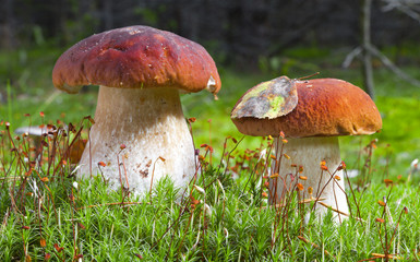 Porcini mushroom (Boletus edulis)