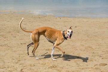 Spanish Galgo in bad condition