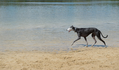 Spanish Galgo