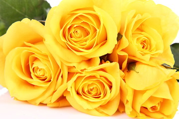 Yellow roses on white background