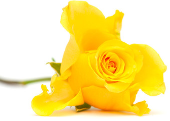 yellow rose - Powered by Adobe
