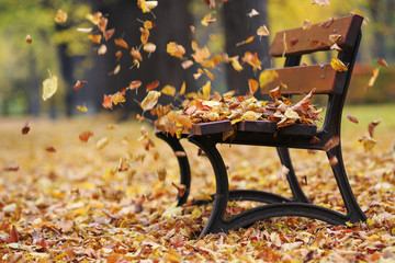 Bench in autumn park