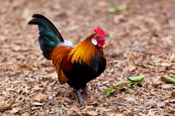 Beautiful Rooster.