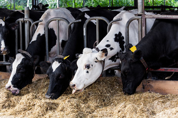 cows in a farm. Dairy cows in a farm.