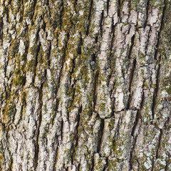 Old tree bark texture fragment