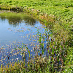 Shore of the wild pond