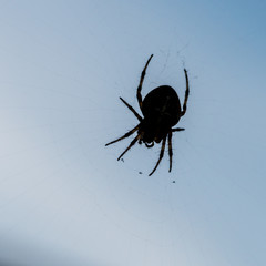 Spider Silhouette