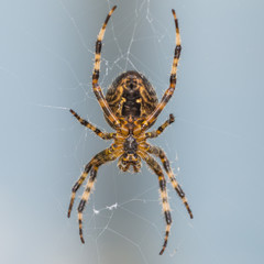 Web Sitting