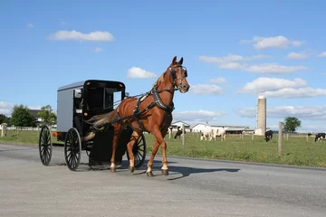 Fotobehang An Amish Horse Drawn Carriage © Delmas Lehman