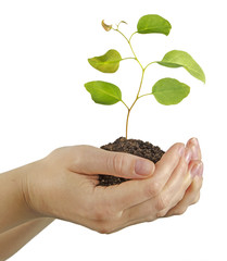 Sapling in hands