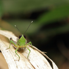 Grasshopper living on the leaf