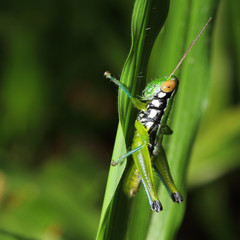 Grasshopper living on the leaf