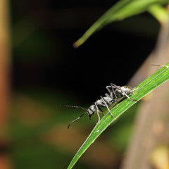 Black ant