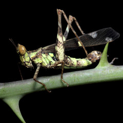 Grasshopper living on the leaf