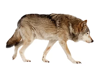 Poster Wolf wolf. Geïsoleerd over wit