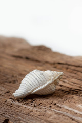 sea shell on wooden board