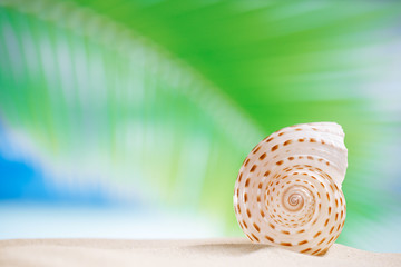 nautilus shell  with ocean , beach and seascape, shallow dof
