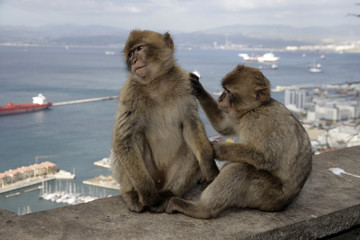 Naklejka premium Barbary ape or macaque, Macaca sylvanus