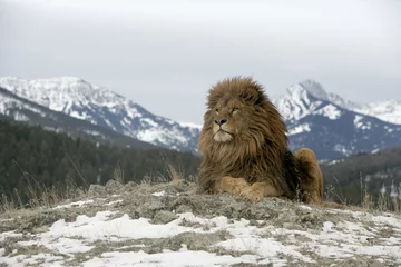 Crédence de cuisine en verre imprimé Lion Lion de Barbarie, Panthera leo leo