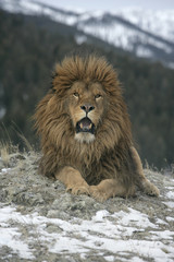 Fototapeta na wymiar Barbary lion, Panthera leo leo