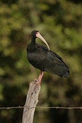 Bare-faced ibis, Phimosus infuscatus berlepschi