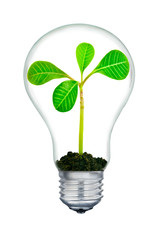 The plant inside the light-bulb,isolated on white background.