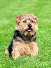 Norfolk terrier on a green grass lawn